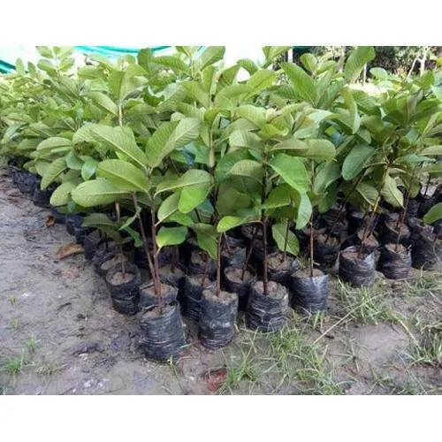 New Lalit Guava Fruit Plant - Naturemart.in