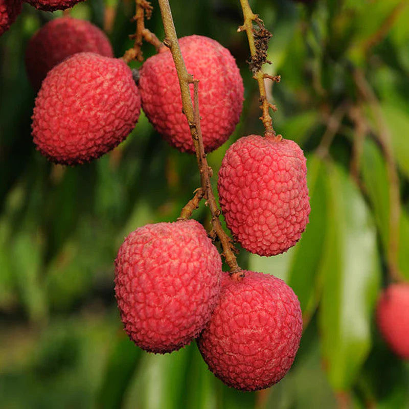 Litchi Fruit Plant (Air Layered) - Naturemart.in