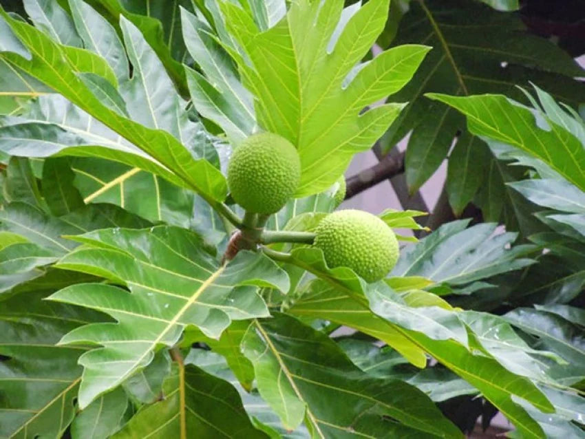 Hybrid Bread Fruit Plant Grafted - Naturemart.in