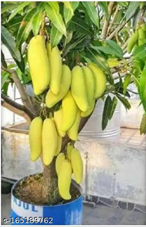 Banana Mango Fruit Plant-Grafted - Naturemart.in