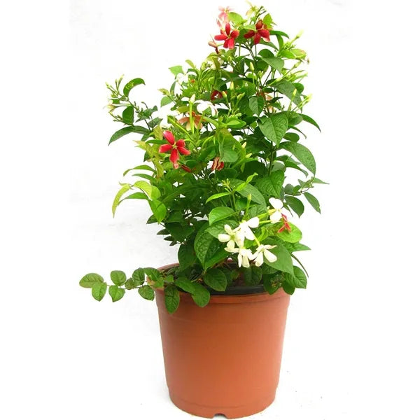 MadhumaltI Combretum Indicum, Rangoon creeper - Naturemart.in