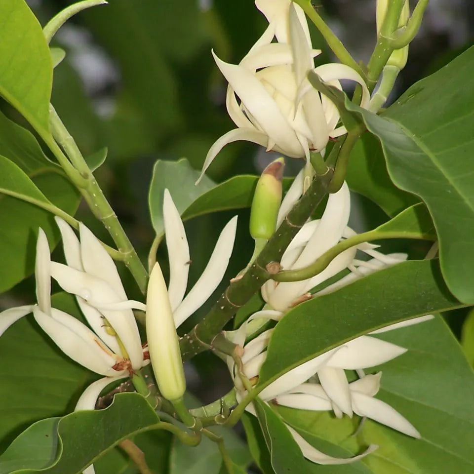 Champa White Colour Flower Plant - Naturemart.in