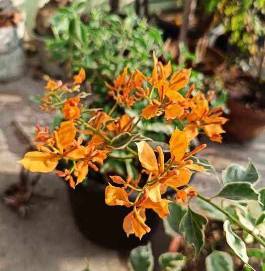 Ray Fish Bougainvillea Flower Plant For Gardening
