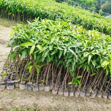 Dasheri Mango Fruit Plant (Grafted) - Naturemart.in