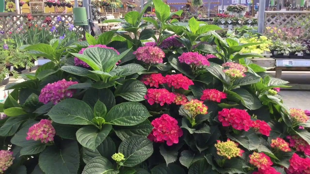 Hybrid Hydrangea Plant For Gardening - Naturemart.in