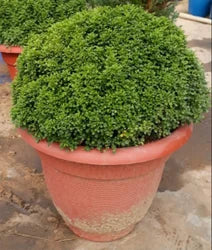 Fast Growth Table Kamini Plants For Home Garden - Naturemart.in