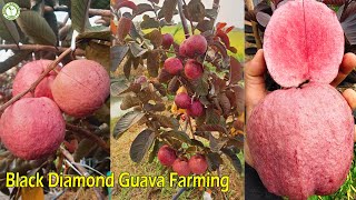 Black Diamond Guava Fruit Plant - Naturemart.in