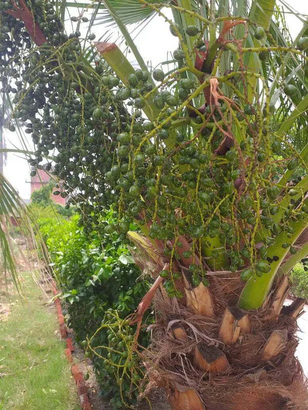Dwarf Arabian Date Plant - Naturemart.in