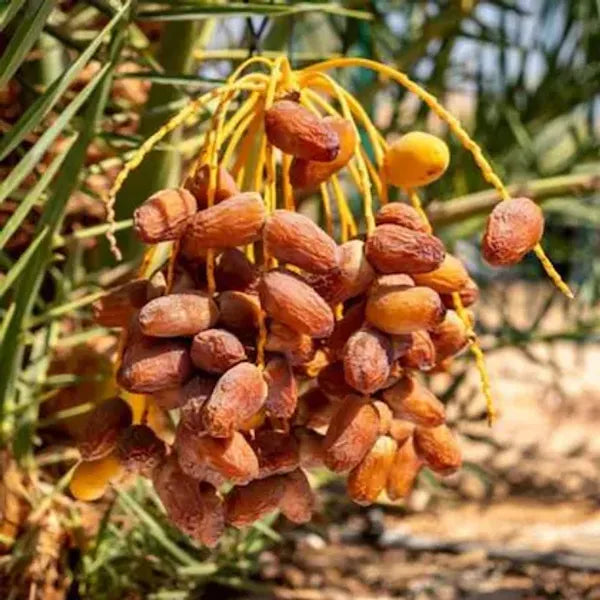Dwarf Arabian Date Plant - Naturemart.in