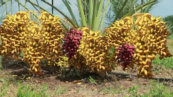 Dwarf Arabian Date Plant - Naturemart.in