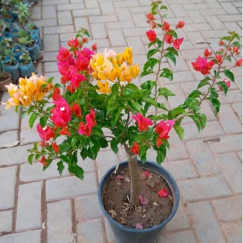 Multigrafted Bougainvillea Plant for Gardening