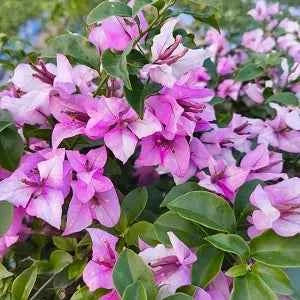 Eva Tricolour– Bougainvellia Flower Plant