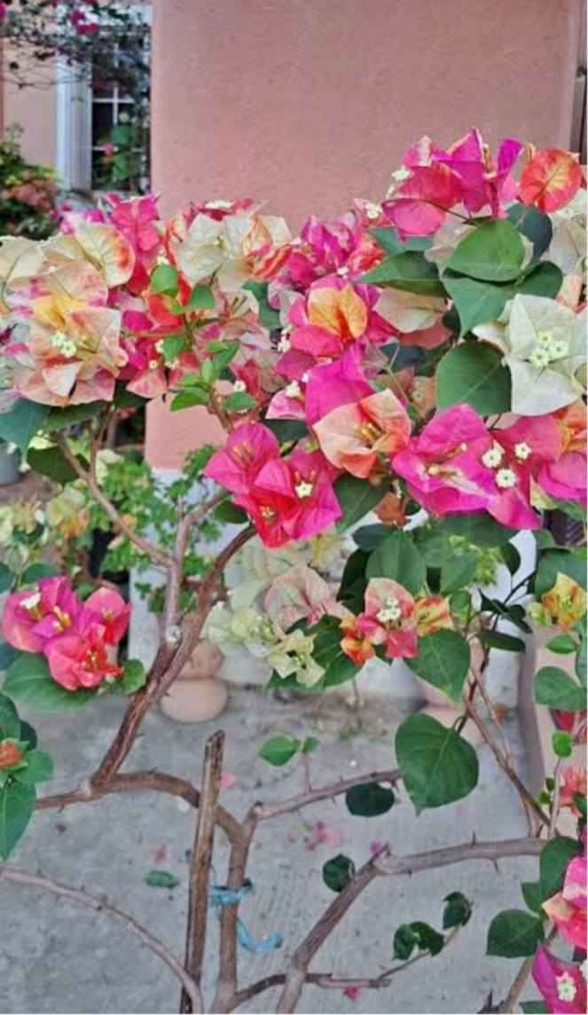 Lady Zyra Bougainvillea Flower Plant