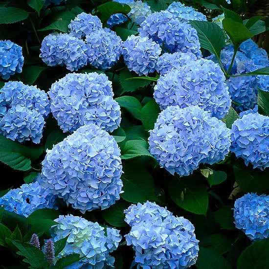 Hydrangea Flower plant