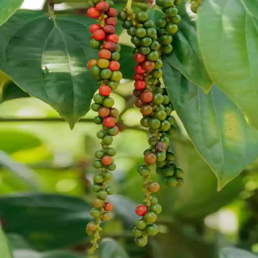 Black Paper Plant For Gardening - Naturemart.in