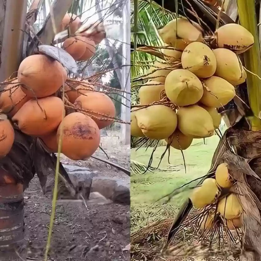 Kera Sankara Coconut Fruit Tree - Naturemart.in