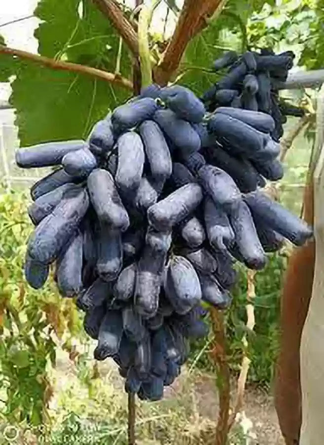 Grape Fruit Plant | Angoor Vine - Naturemart.in