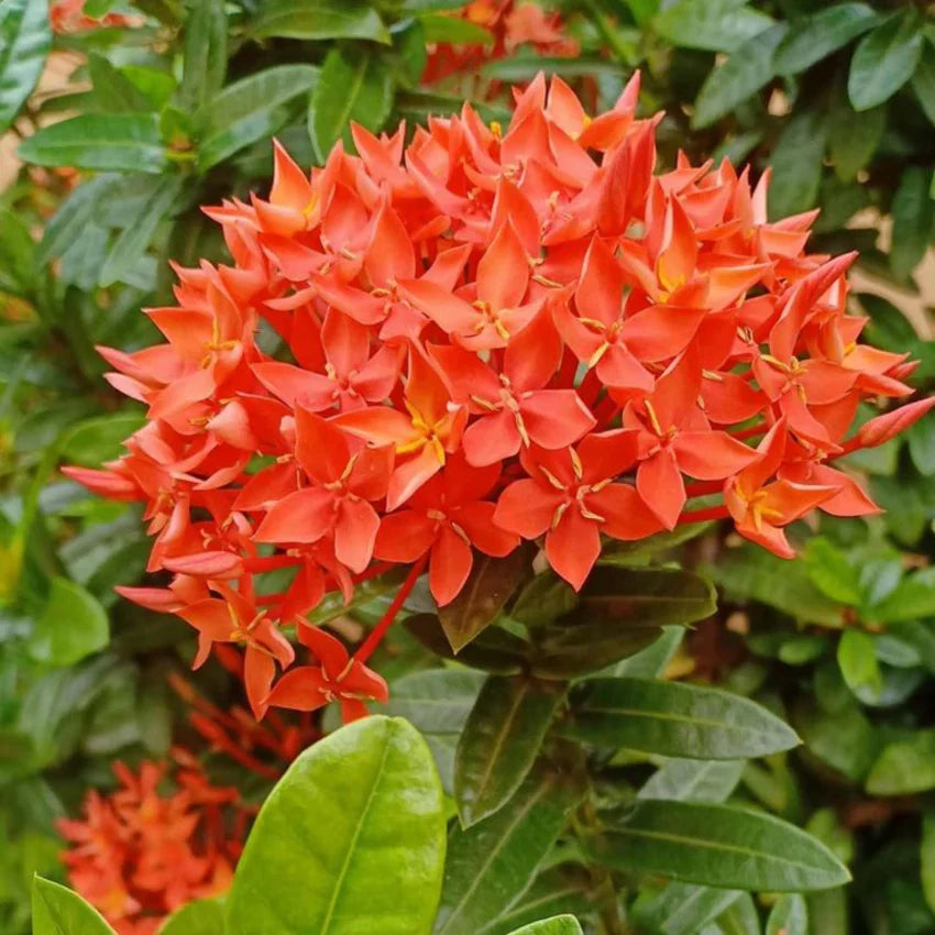 Hybrid Ixora Flowers Plant For Gardening - Naturemart.in