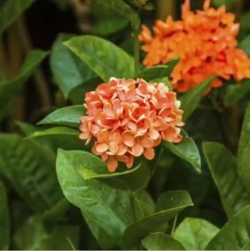Hybrid Ixora Flowers Plant For Gardening - Naturemart.in