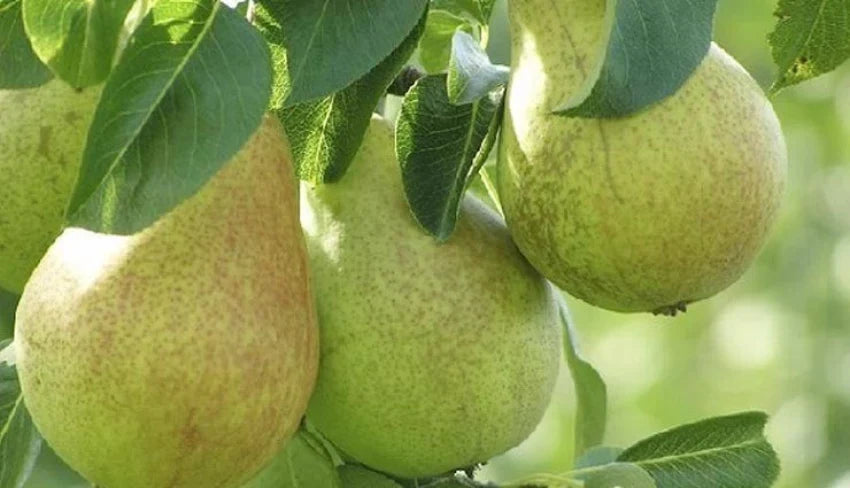 Nashpati ( pear ) Fruit Plant Grafted - Naturemart.in