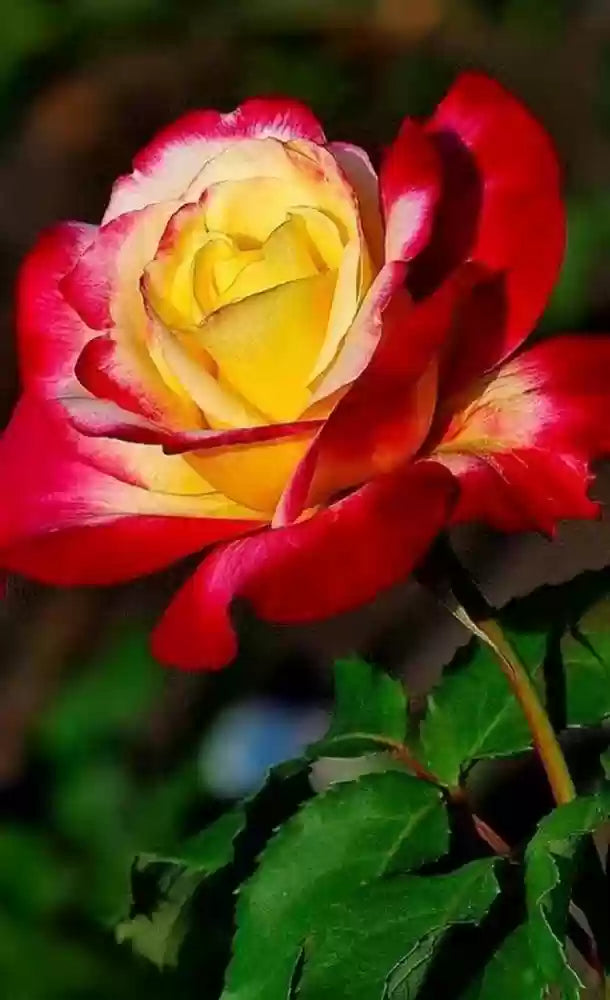 Hybrid Grafted Alinka Rose Plant - Naturemart.in