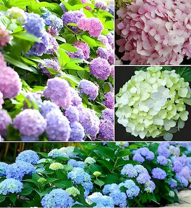 Hydrengea Flowers Plant-For Office/Home Garden - Naturemart.in