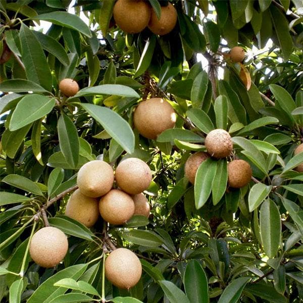 Kalapati Chiku Grafted Fruit Plant - Naturemart.in