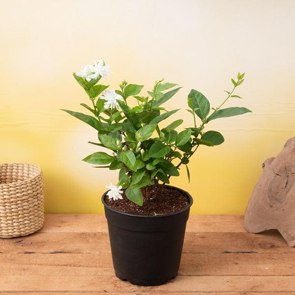 Jasmine Mini/Mogra Flowering Plant - Naturemart.in