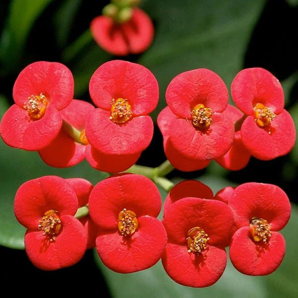 Euphorbia flowers plant (red) For Home Garden - Naturemart.in