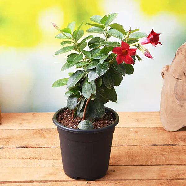 Mandevillea Flowers Plant Red Colour - Naturemart.in