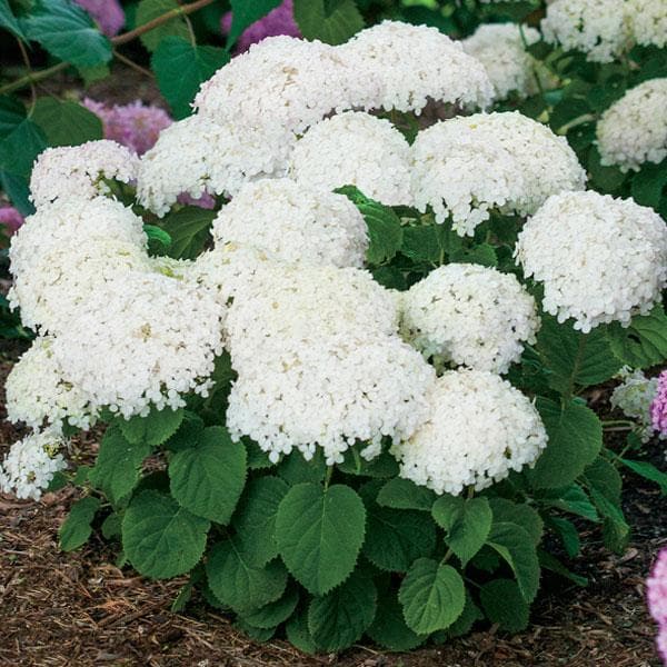 Hydrengea Flowers Plant-White Colour - Naturemart.in