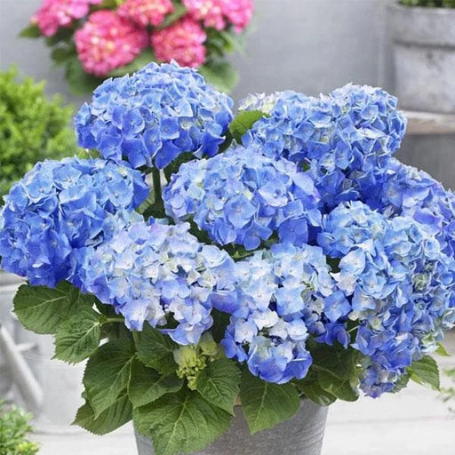 Hydrengea Flowers Plant For Home Garden - Naturemart.in