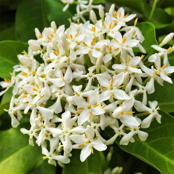 Chinese Ixora Flowers Plant (White) - Naturemart.in