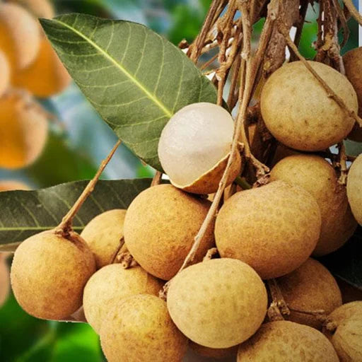 Hybrid Longan fruit Plant- Grafting - Naturemart.in