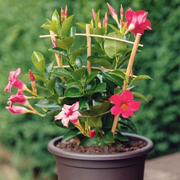 Mandevillea Flowers Plant-Pink Colour - Naturemart.in