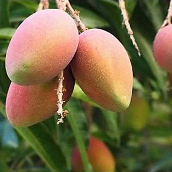 Amrapalli Mango Fruit Plant (Grafted) - Naturemart.in