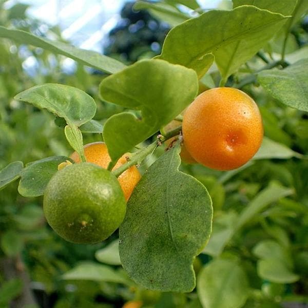 Dwarf Chinese Mosambi Fruit Plant - Naturemart.in