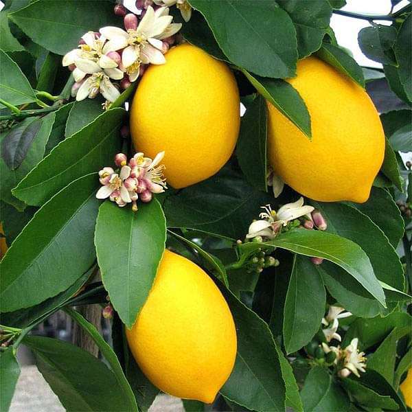 All Time Kagaji Lemon Plant - Naturemart.in