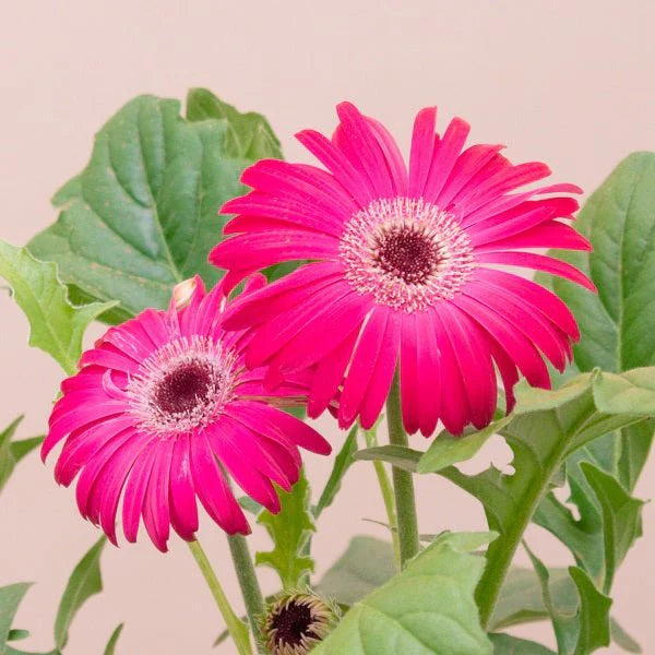 Gerbera Perennial Flower Plant (Pink) - Naturemart.in