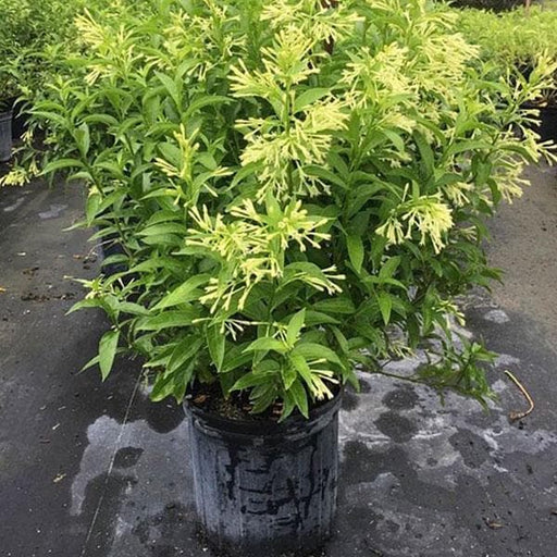 Hasnuhana Flowers Plants - Naturemart.in