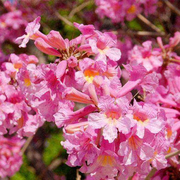Tabebuia Rosea (Rosy Trumpet Tree)