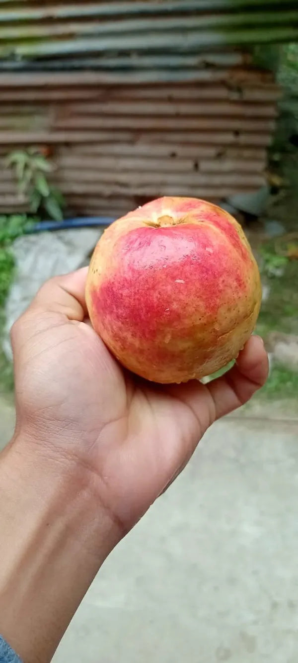 Elhabad Surkha Guava Fruit Plant - Naturemart.in