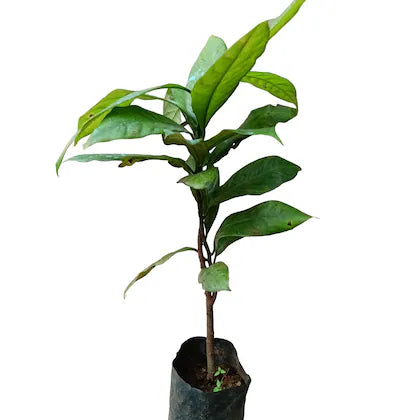 Jayaphal And Jatiphal -Spices Plants - Naturemart.in