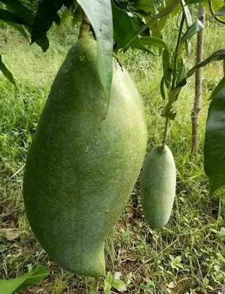 Brunei King Mango Plant (4kg) - Naturemart.in