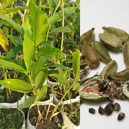 Indian Elaichi Plant For Gardening(Cardamom) - Naturemart.in