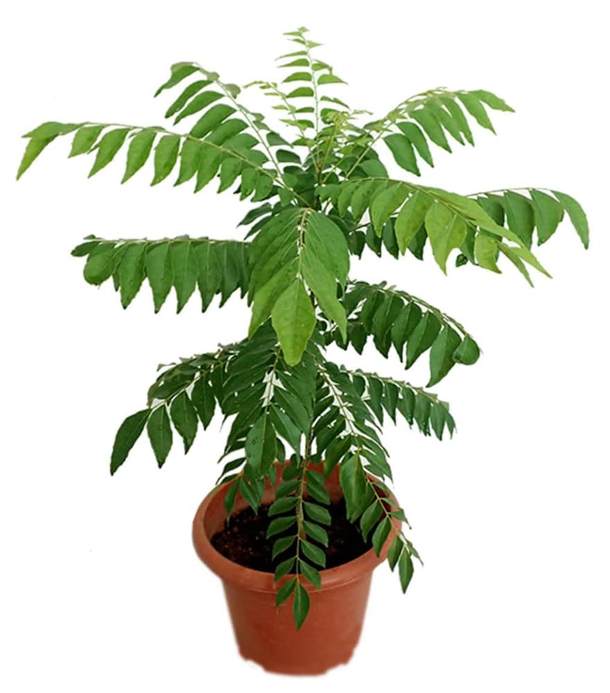 Kari Patta Live Plant For Gardening - Naturemart.in