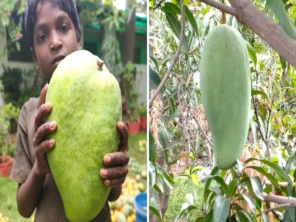 Hybrid Noorjahan Mango Fruit plant - Naturemart.in