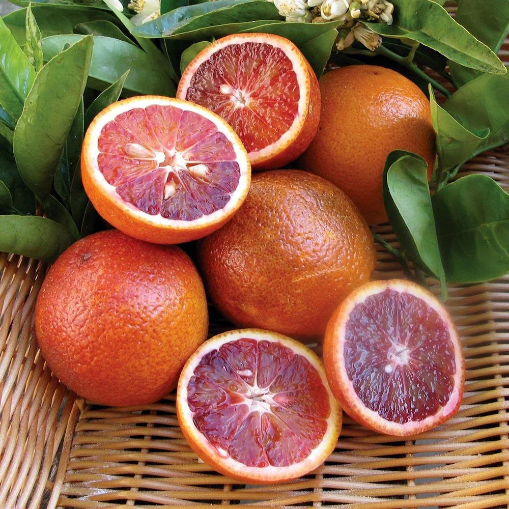 Red Malta Orange Plant (Grafted) - Naturemart.in