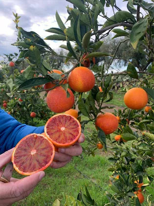 Red Malta Orange Plant (Grafted) - Naturemart.in