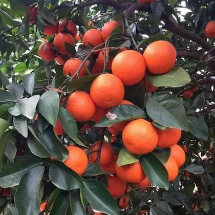 Red Malta Orange Plant (Grafted) - Naturemart.in